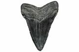 Fossil Megalodon Tooth - South Carolina #328775-2